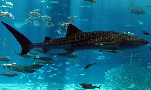 Antalya Aquarium tours